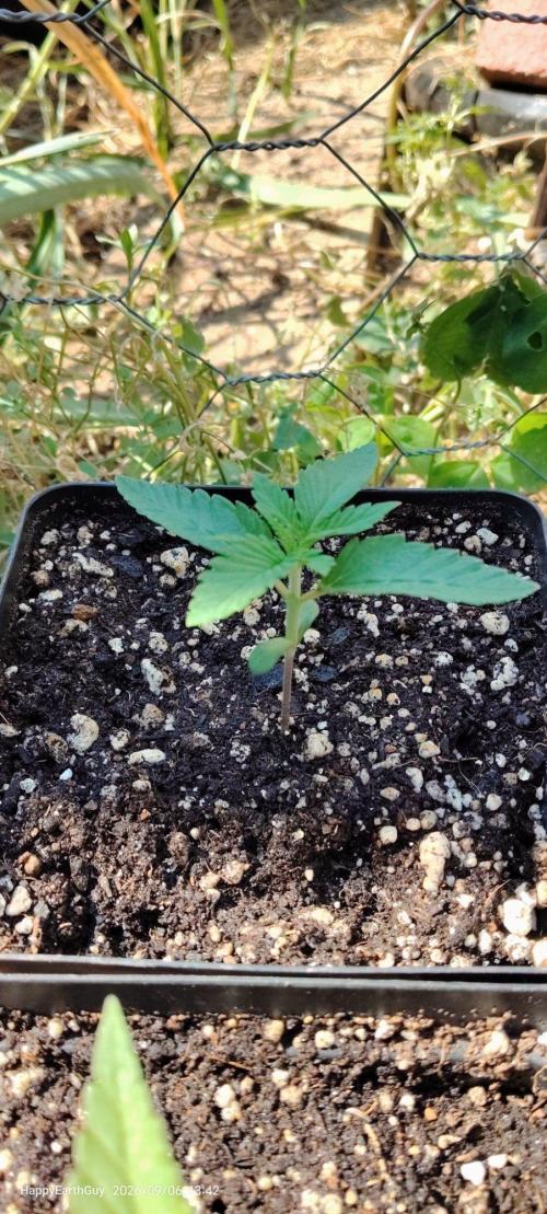 Terpgod Genetics Run. Week 2