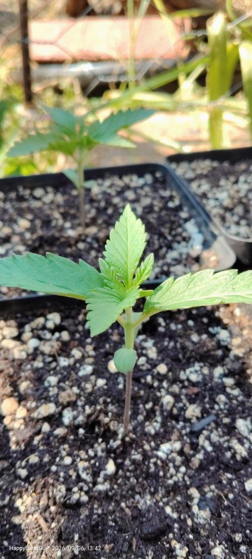 Terpgod Genetics Run. Week 2