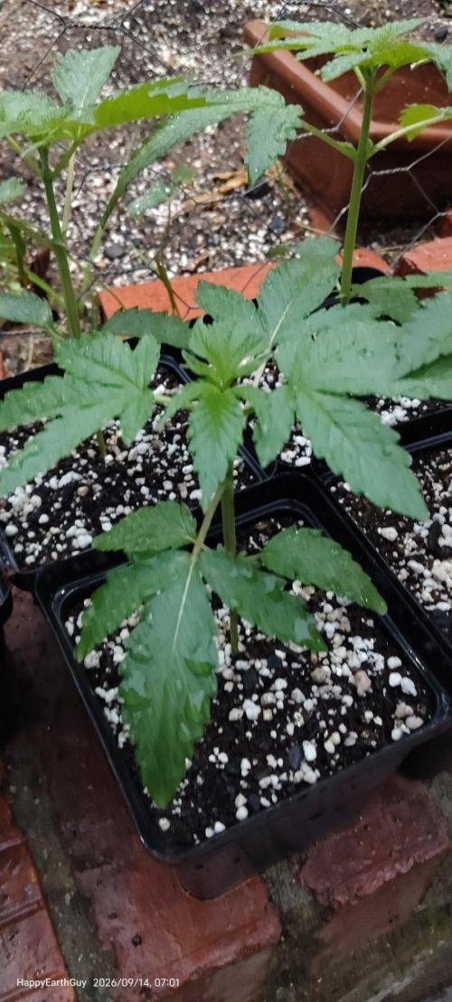 Terpgod Genetics Run. Week 3