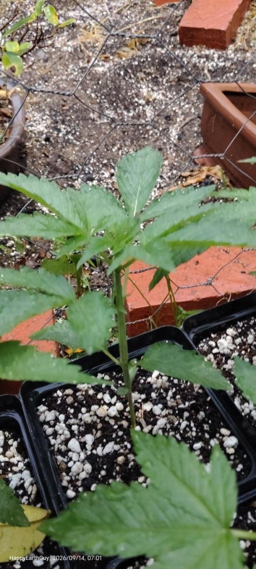 Terpgod Genetics Run. Week 3