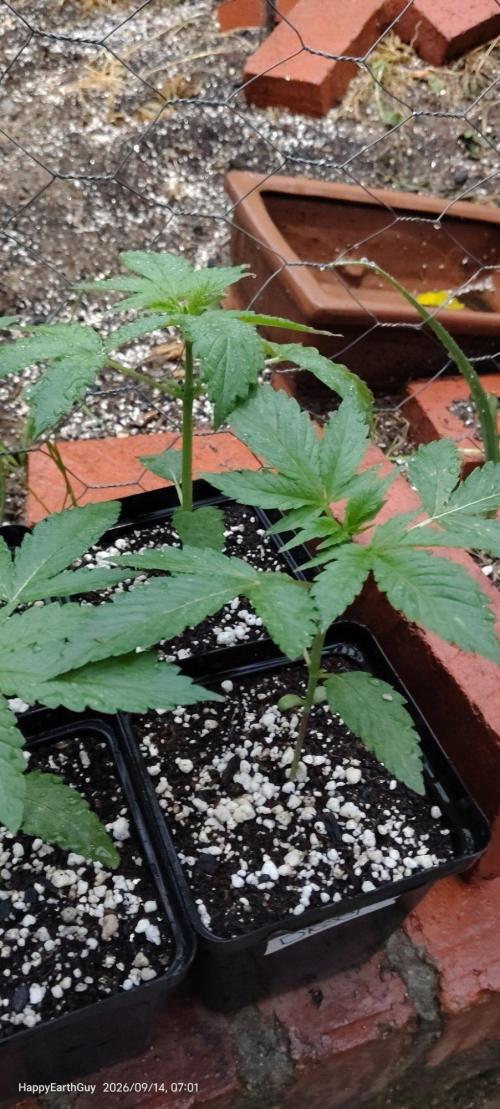 Terpgod Genetics Run. Week 3