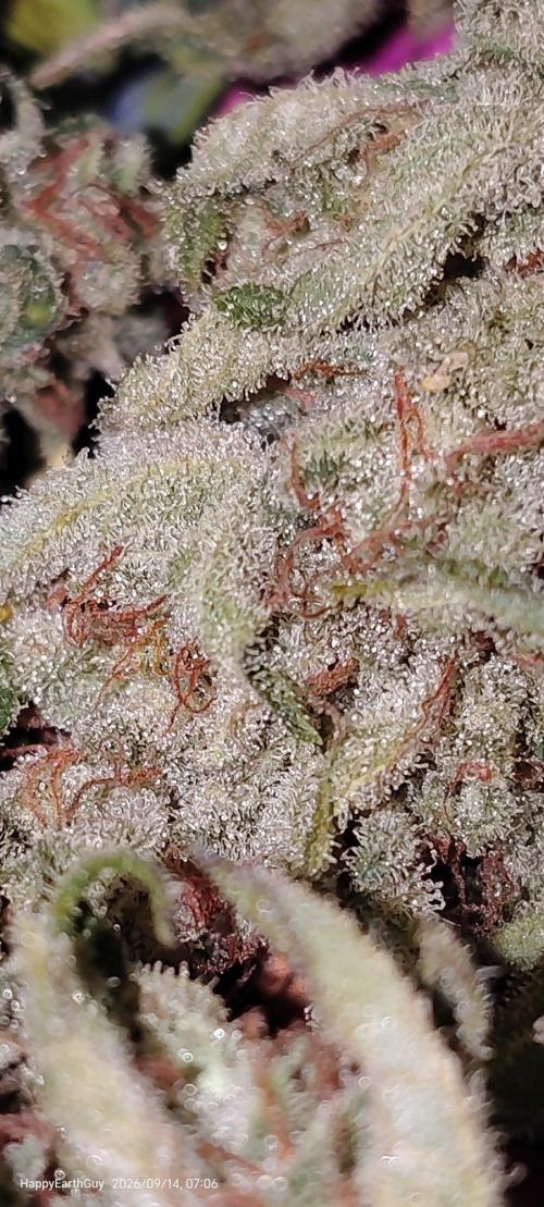 Species X. Week 13