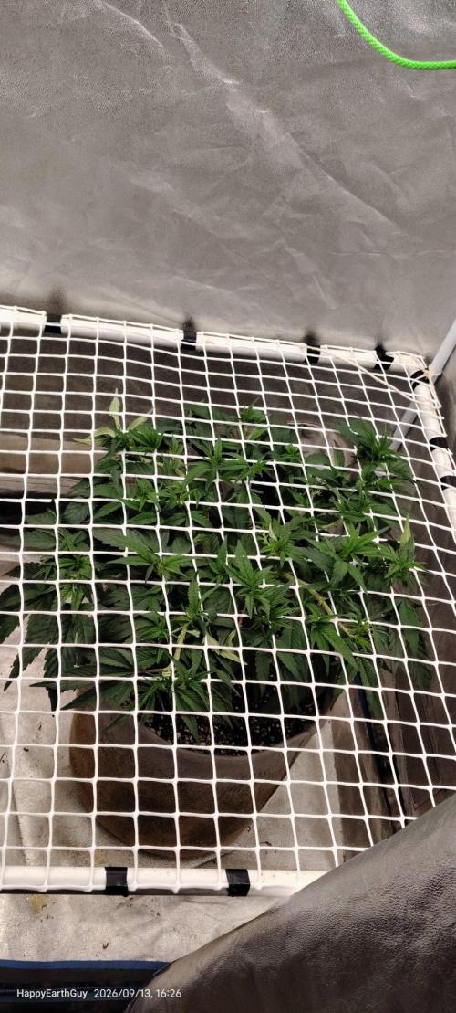 2 Strains 1 Net. Week 1
