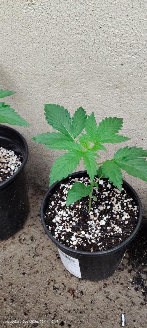 Terpgod Genetics Run Saints Cheese. Week 3
