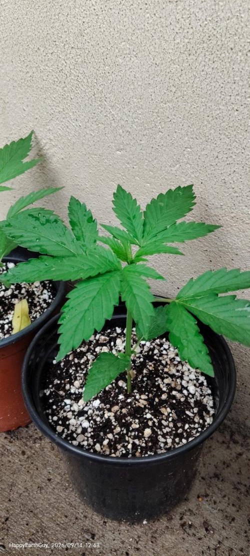 Terpgod Genetics Run Saints Cheese. Week 3
