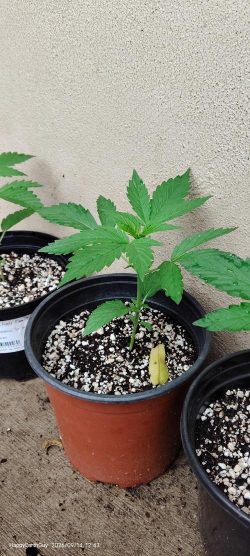 Terpgod Genetics Run Saints Cheese. Week 3