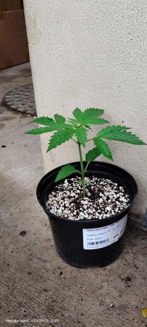 Terpgod Genetics Run Saints Cheese. Week 3