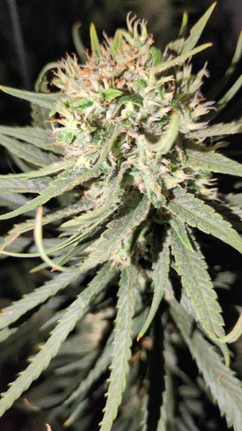 Amnesia haze