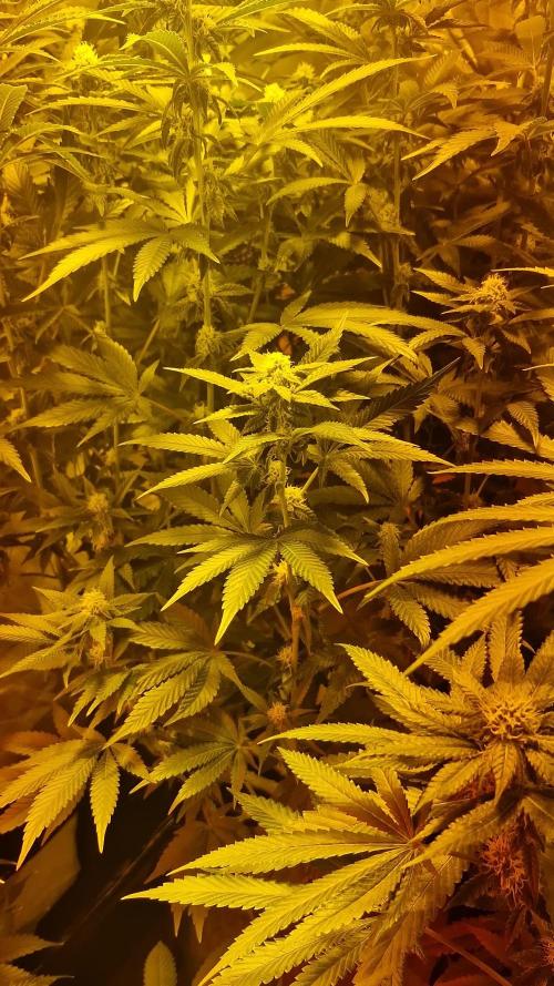 Pineapple express (#2)