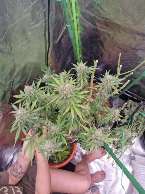 Auto northern lights. Week 8