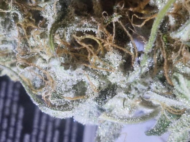 Auto northern lights. Week 8