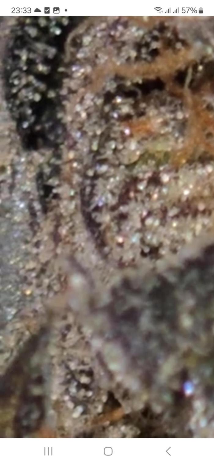 Permanent Marker!¡!. Week 8 - Thc frosty