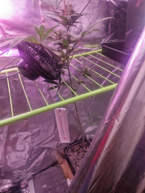 Black lebanon. Week 7