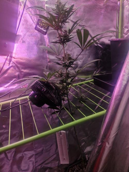 Black lebanon. Week 7