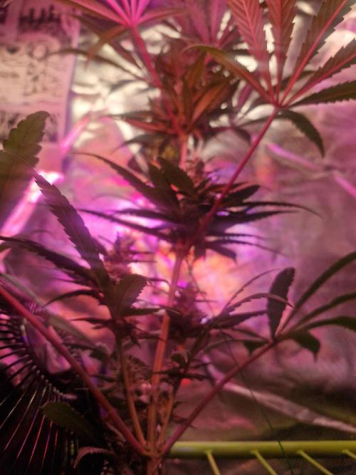 Black lebanon. Week 7