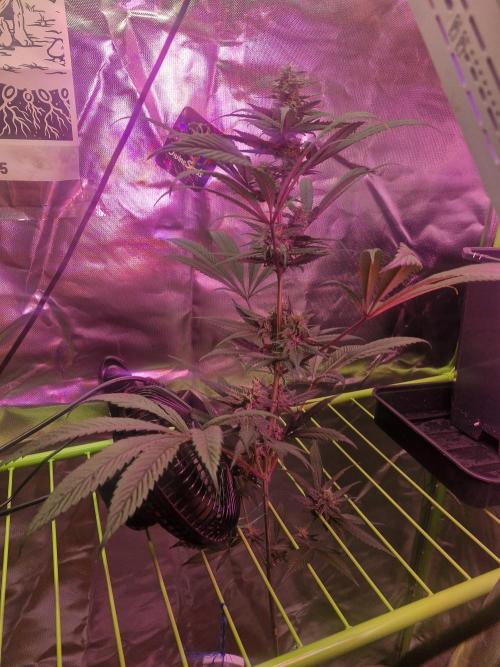 Black lebanon. Week 7