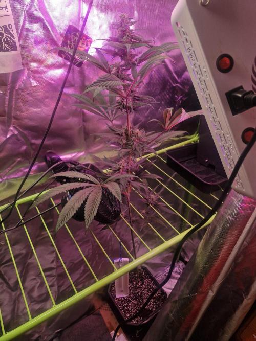 Black lebanon. Week 7