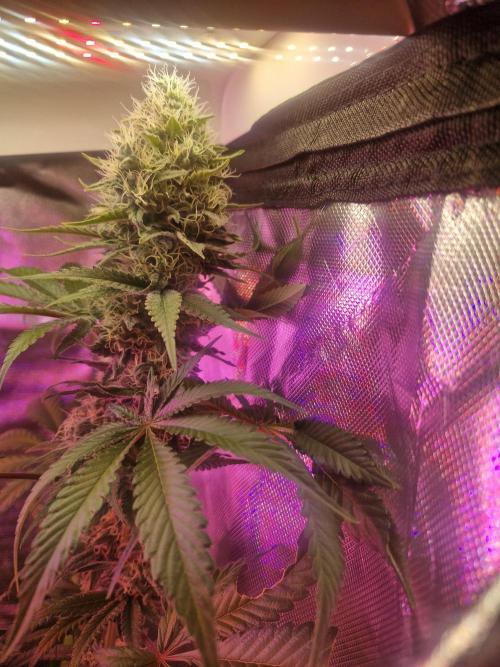 Permanent Marker!¡!. Week 9