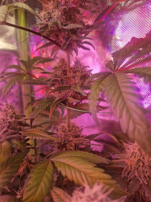 Permanent Marker!¡!. Week 9