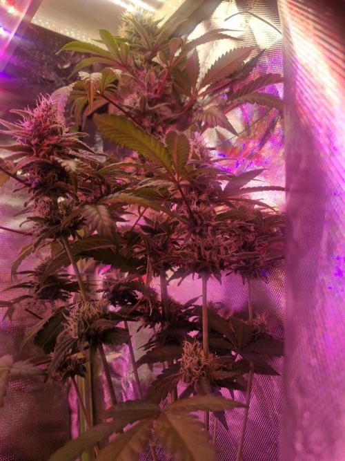 Permanent Marker!¡!. Week 9