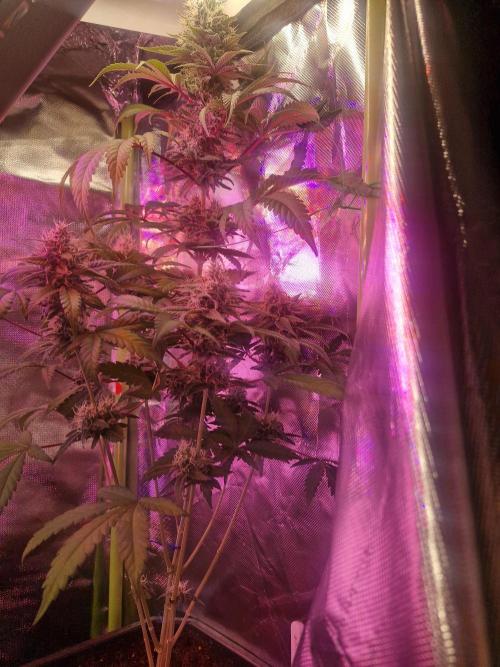 Permanent Marker!¡!. Week 9