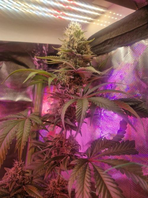 Permanent Marker!¡!. Week 9