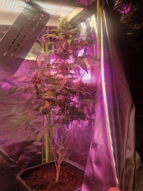 Permanent Marker!¡!. Week 9