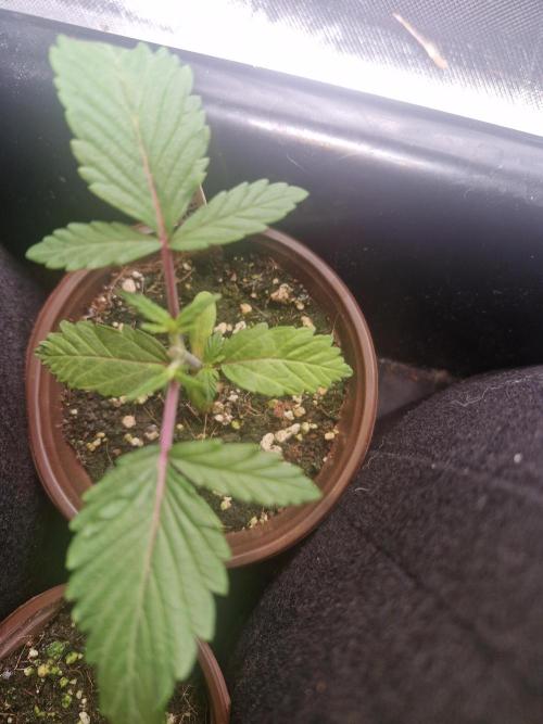 Bad guy + unreleased grape strain -UKHTA. Week 1 - Unreleased grape strain from ukhta seeds