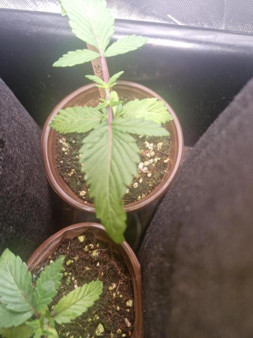 Bad guy + unreleased grape strain -UKHTA. Week 1 - Unreleased grape from ukhta seeds