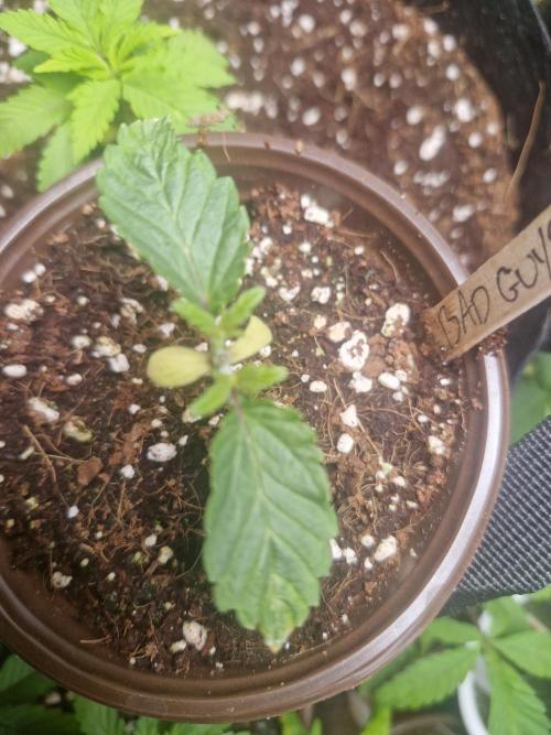 Bad guy + unreleased grape strain -UKHTA. Week 1 - Bad guys courtesy of ukhta seeds