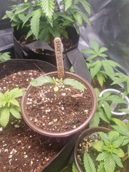 Bad guy + unreleased grape strain -UKHTA. Week 1 - Bad guys courtesy og ukhta seeds