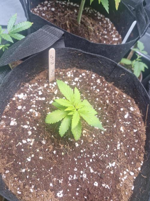 A tribute to Franco "StrainHunter" Loja. Week 1