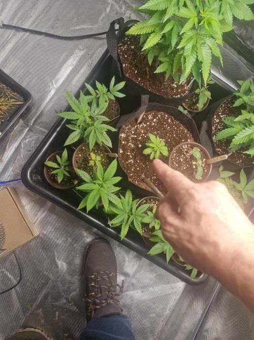 A tribute to Franco "StrainHunter" Loja. Week 1