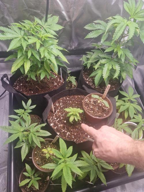 A tribute to Franco "StrainHunter" Loja. Week 1