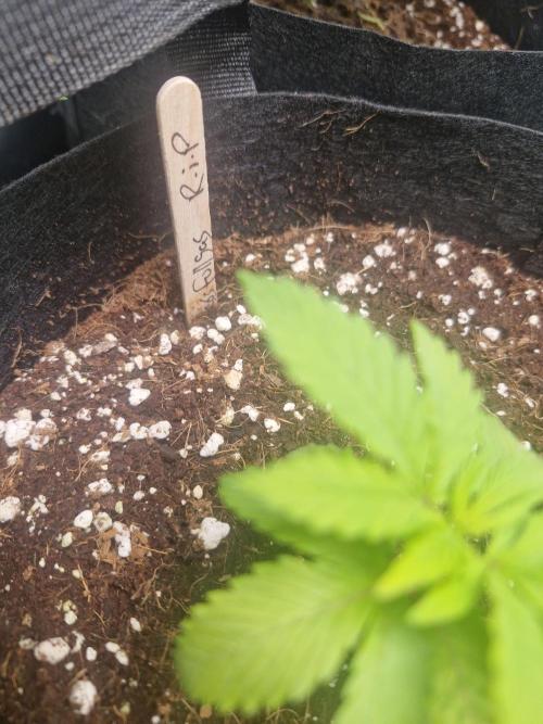 A tribute to Franco "StrainHunter" Loja. Week 1