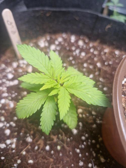 A tribute to Franco "StrainHunter" Loja. Week 1