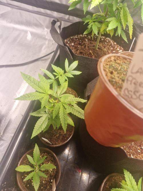 Super Sativa Seed Club Special. Week 3