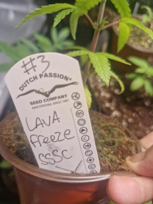 Super Sativa Seed Club Special. Week 3