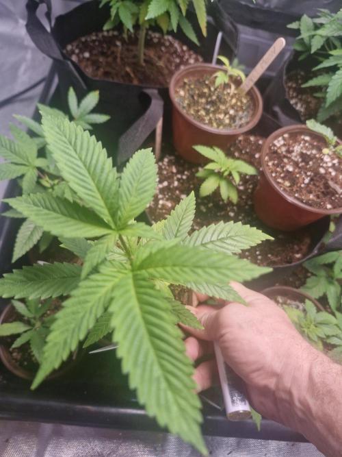 Super Sativa Seed Club Special. Week 3