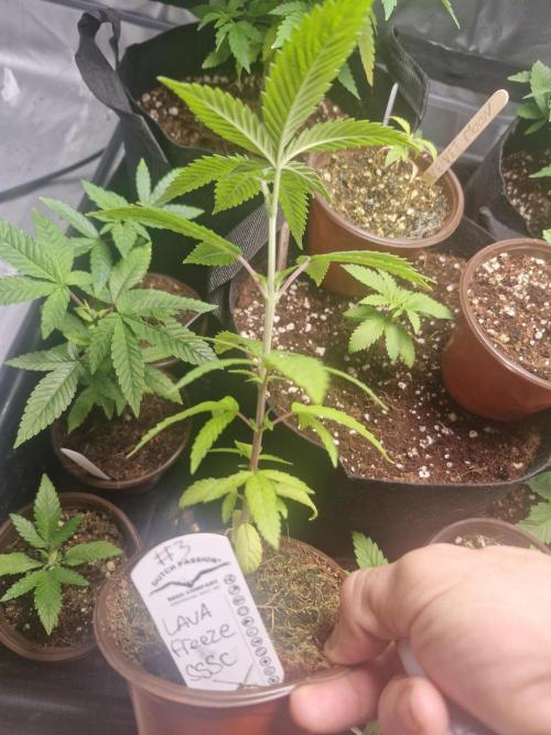 Super Sativa Seed Club Special. Week 3