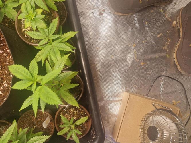 Pure instinto Sour Aloha. Week 1