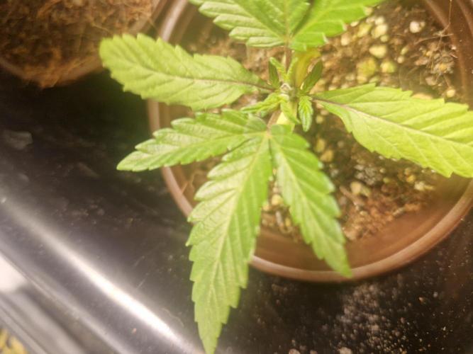 Pure instinto Sour Aloha. Week 1