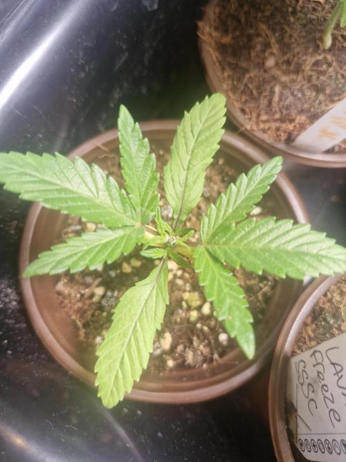 Pure instinto Sour Aloha. Week 1