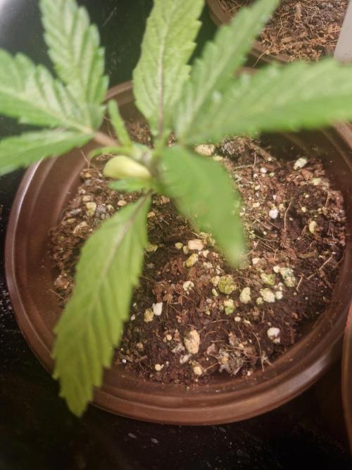 Pure instinto Sour Aloha. Week 1