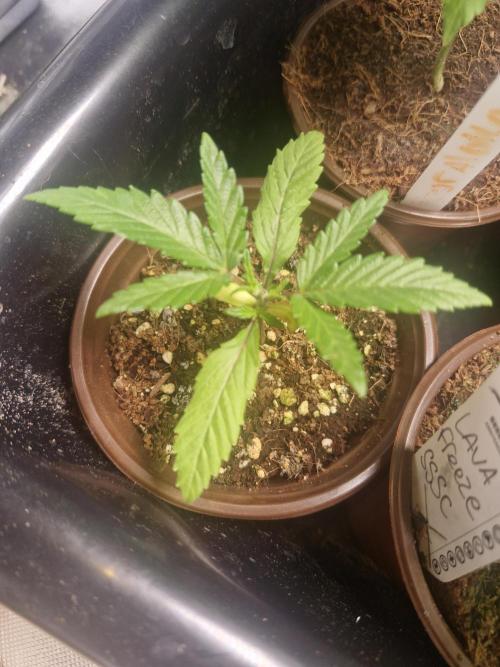 Pure instinto Sour Aloha. Week 1