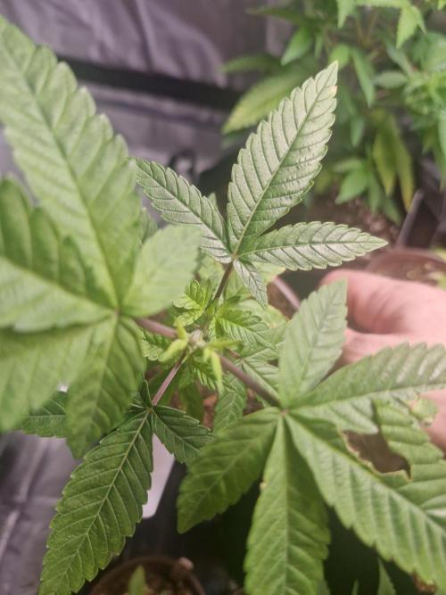 Pure instinto Sour Aloha. Week 2