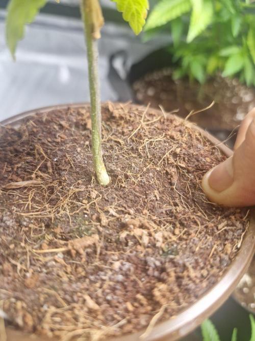 Pure instinto Sour Aloha. Week 2