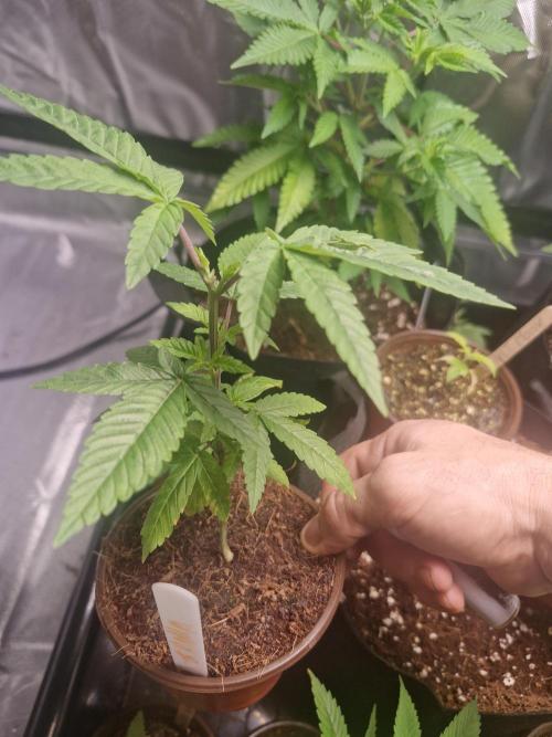 Pure instinto Sour Aloha. Week 2