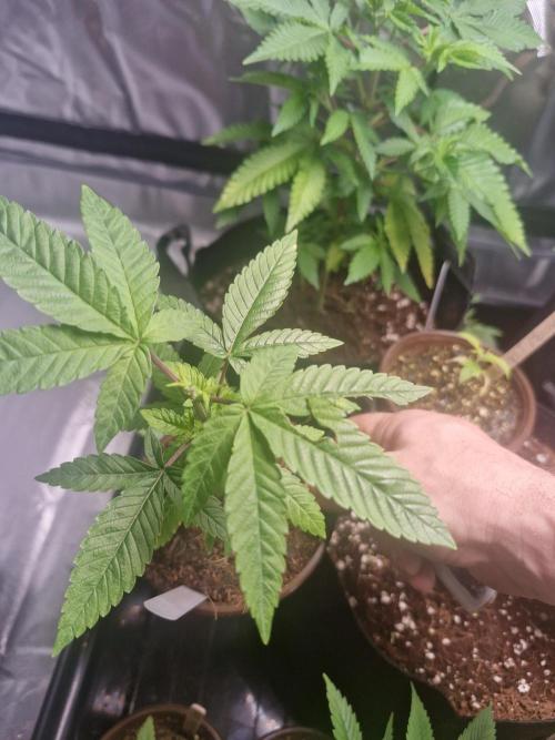 Pure instinto Sour Aloha. Week 2