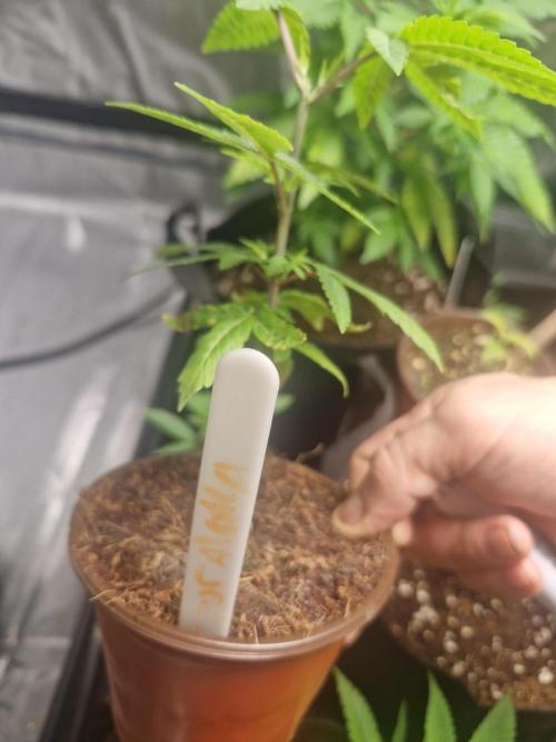 Pure instinto Sour Aloha. Week 2